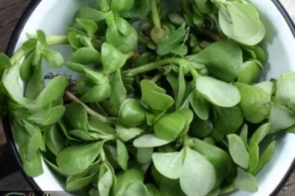 الكل عارفها كويس.. عشبة برية برائحة جبارة تنمو في الاجواء الوعرة لكنها تقضي على الورم الخبيث ودواء سحري للسرطان!!