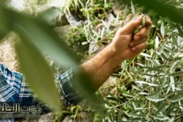 العالم احتار فيها .. لن تصدق المعجزة الجبارة التي تحدث لجسمك عند تناول تناول أوراق هذه العشبة الثمينة .. كنز أغلي من الذهب