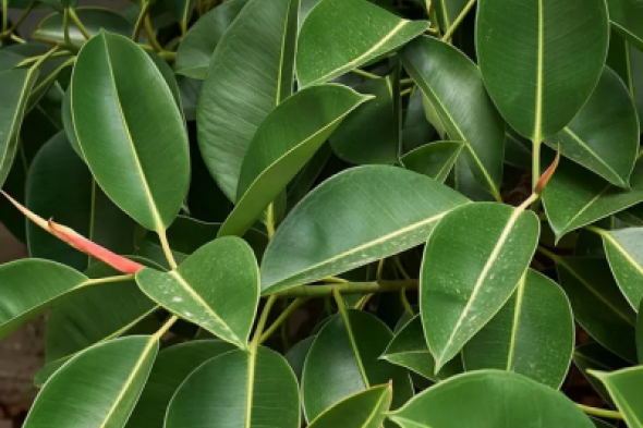 “ليها فوائدبالملايين” !! اشرب ورق التين مغلي قبل النوم وبعد 7 أيام هذا ما سوف يحدث لجسمك..!! كنز حقيقي لازم نجربه