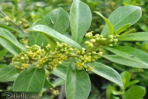 "وداعاً لإبرة الأنسولين!!"... عشبة عربية سحربة تخفض السكر التراكمي بسرعة البرق وتضبط معدل الجلوكوز!!