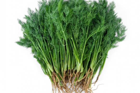 تصنع المعجزات: عشبة خضراء برائحة حلوة وبسعر التراب تزيل السموم من الجسم وتمنع ارتفاع سكر الدم.. وفوائد أخرى عديدة!!