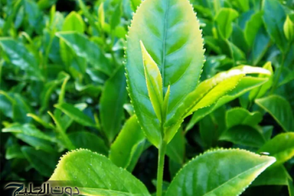 “أرمي الكيماوي في الزبالة”.. عشبة شتوية واحدة تملك الحل النهائي للأورام والسرطان.. "ما حدش كان يتوقع ده أبدًا"!!