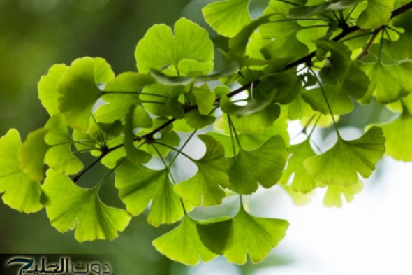 فاتك نصف عمرك وانت متعرفش..عشبة سحرية موجودة في كل مكان بسعر رخيص...تقوي الذاكرة وتنعش المخ