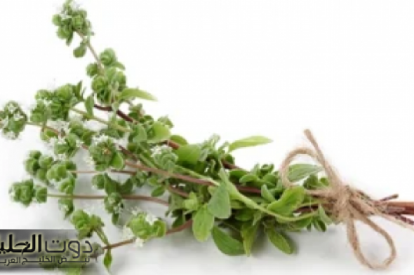 "دون جهد أو حرمان".. عشبة جبلية سحرية تكبح الشهية وتنقص الوزن في لحظات!