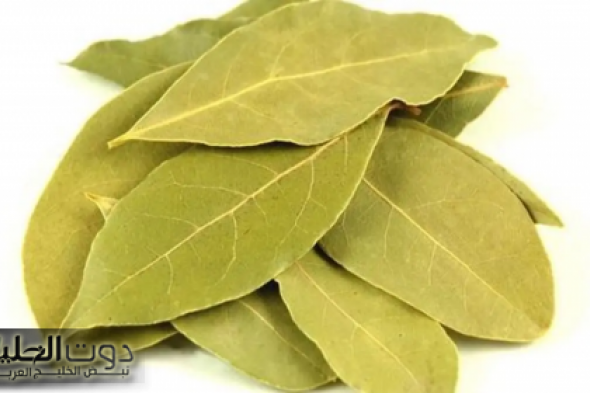 هتودع كرشك للأبد"!!كنز ماء ورق اللورا يساعد فى إنقاص الوزن ومفيد للأمعاء|| اعرف كيفية تحضيره وهتتدعيلي!