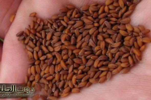 عشبة تساوي تقلها دهب... "اكتشف العشبة السحرية التي ستجعلك تقول وداعاً للشيخوخة وتحتفظ بشبابك الدائم!"