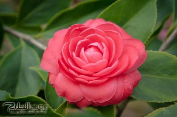 “الكابوس انتهى”.. نبات معجزة يظهر في فصل الشتاء يقضي على الأورام نهائيًا بدون آثار جانبية… “كنز طبيعي مذهل”!!