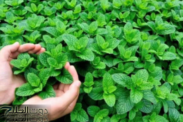 “أقوي من إبر الأنسولين بمليون مرة”.. عشبة جبارة تخفض السكر التراكمي في الدم فوراً خلال 30 دقيقة فقط مفعولها أسرع من البرق .. معجزة ربانية لمرضي السكر