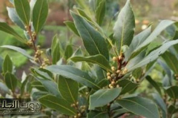 “كل اللي عرفوه قالوا نفس الجملة.. مستحيل!!”.. مكون مطبخي بسيط بيخلي السكر تحت السيطرة.. تعرف إيه هو؟!!