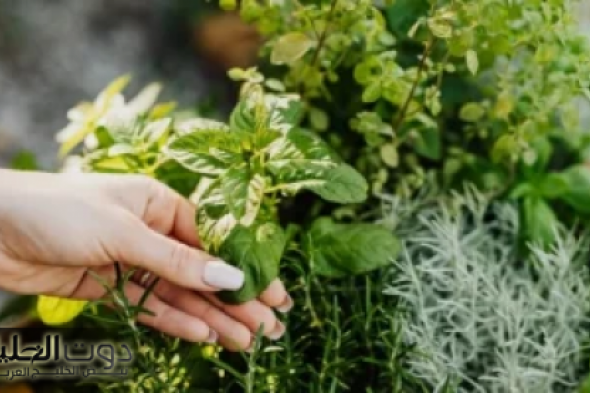 "سر الطبيعة في عشبة صغيرة".. علاج مذهل يقضي على الورم ويكافح السرطان!