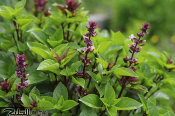 عشبة لها رائحة مميزة من روائح جنات الفردوس متواجدة بكل منزل.. تفتت حصوات الكلى وتخفض السكر التراكمي والضغط وتنظف الكبد من السموم وذكرت في القرآن مرتين!!