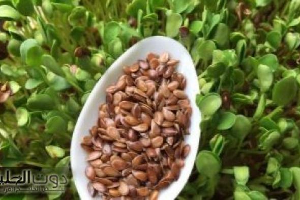 "العالم كله هيموت ويعرفها" .. بذور سحريه برخص التراب تنسف الدهون وتقضي علي الكرش بطريقة لا تخطر علي بال العفريت..!!