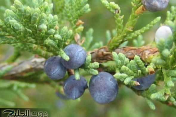 سحرها جبار!!.. اكتشف سر العشبة التي تعيد احياء الكبد مهما كان تالف وتقضي على الكولسترول وتعالج السعال والزكام بسرعة خاطفة.!!