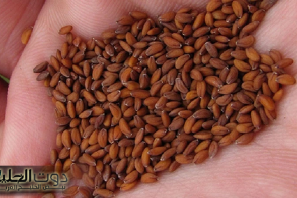 "ياريتني عرفتها من زمان" "اكتشف العشبة السحرية التي ستجعلك تقول وداعاً للشيخوخة وتحتفظ بشبابك الدائم!"