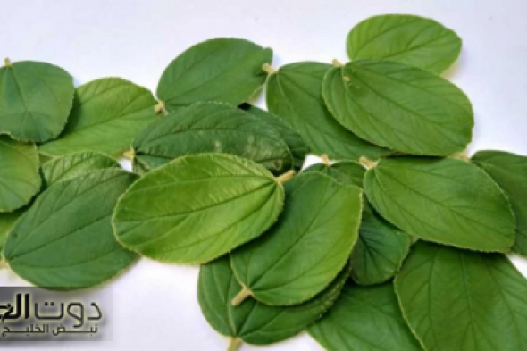 حتى لو سنك فوق الـ 70!!… عشبة موجودة في كل بيت تُعيد الشباب منذ اول استخدام!