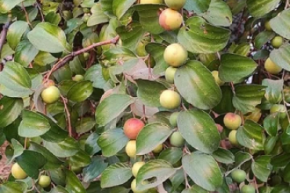 شيخ كبير قالي عليها!!.. تعبت من السحر والمس بيتك مليان مشاكل إليك وصفه ورق الغار... يعالج من بعض الأمراض العضوية والنفسية