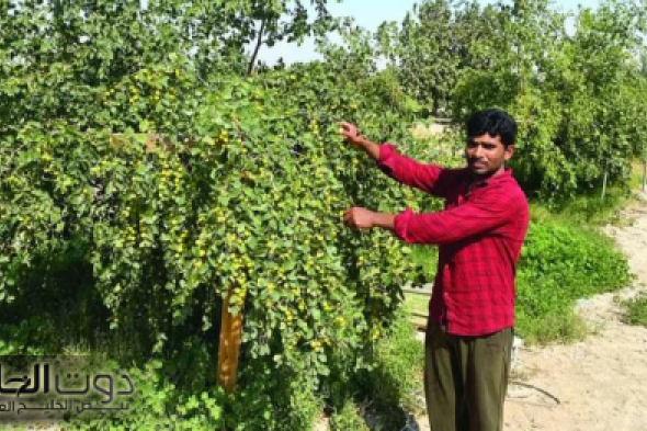 "عشبة جبارة موجودة في كل مطبخ وذكرت في القرآن الكريم".. تقضي على الإمساك في 5 دقائق فقط وتعتبر الحل الأمثل لتنظيف القولون من البراز المتحجر!!