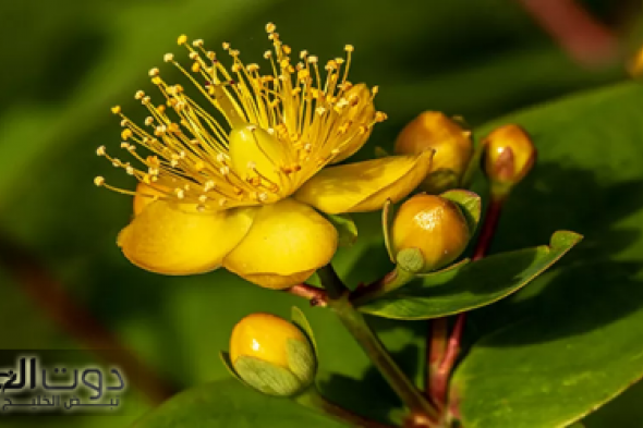 “عشبة مباركة” العشبة التي يكرهها الجن هذه العشبة تطرد الجن والأرواح الشريرة من منزلك وتمنع الإصابة بالعين والحسد ..النتيجة مذهلة