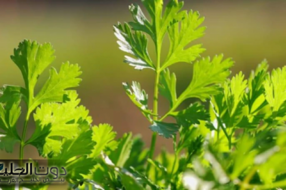 "وداعا لداء السكري هدية من رب السماء لعباده"... هذه العشبة السحرية تخفض السكر في الدم في 5 دقائق... متوفرة في كل مطبخ !