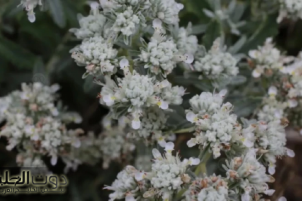 "معجزة من السماء".. فوائد وأضرار عشبة "الجعدة" تعرف على الجانب المظلم والمشرق في هذه العشبة الطبيعية البسيطة"!!