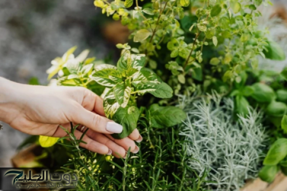 "يضع سره في اضعف خلقة".. هذه العشبة الصغيرة الرخيصة تقضي على الورم ودواء سحري للسرطان.. تعرف عليها!فوراً