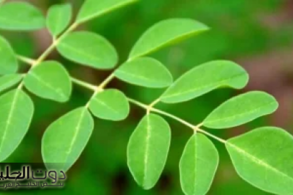 عشبة حيرت الجن.. تعالج 40 مرض وتسيطر على مستوى السكر بشكل مذهل وتقوي الذاكرة وتحميك من الزهايمر.. طول عمرك متعرفهاش