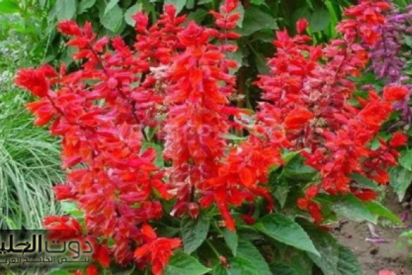 "شابة أردنية تكشف عن عشبة مهملة رخيصة تخفض السكر في 5 دقائق فقط وتقضي على هشاشة العظام وتعتبر الحل الأمثل لـ تقوية الذاكرة!"