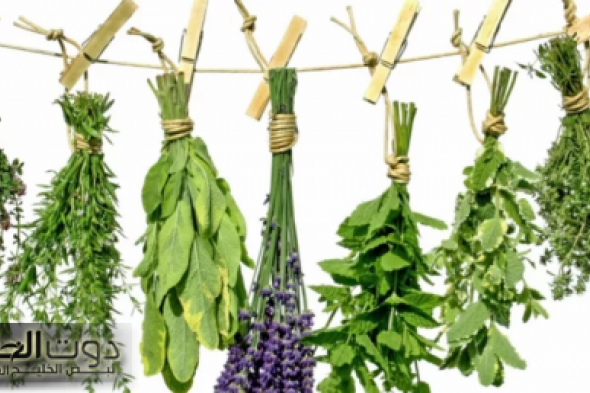 «العشبة اللي مخطرتش علي بال الجن الازرق »..عشبة ربانيه هائلة المفعول تجعلك تتذكر كل شئ وتسيطر علي سكر الدم وتقوي عظامك في لحظات!