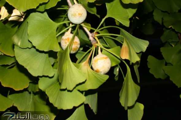 عشبة الجنكة: السر وراء تعزيز الذاكرة وصحة الدماغ