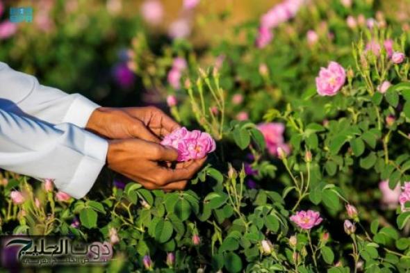 مصنع القهيدي للورود: وجهة سياحية فريدة في الطائف