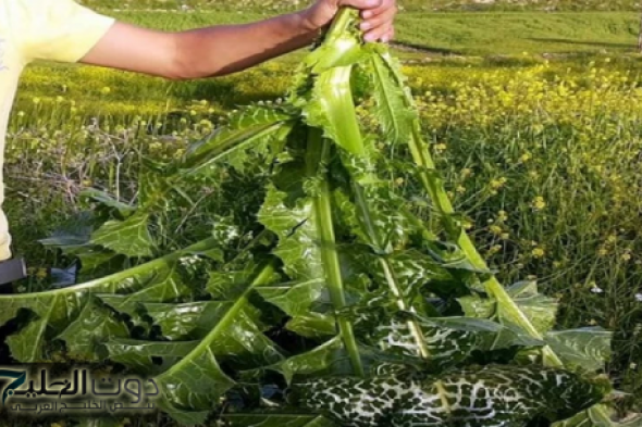 نبات الحنظل: الحل الجديد لعلاج السكري والسمنة