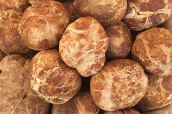 تحذير صارم: 100 ألف ريال غرامة فورية لكل مخالفة تتعلق بـ “الفقع” في السعودية!