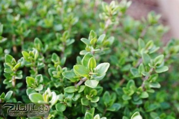 "كنز في بيتك!!".. عشبة سحرية تغنيكِ عن الكريمات غالية الثمن!!.. تحارب التجاعيد وتمنحك بشرة شابة