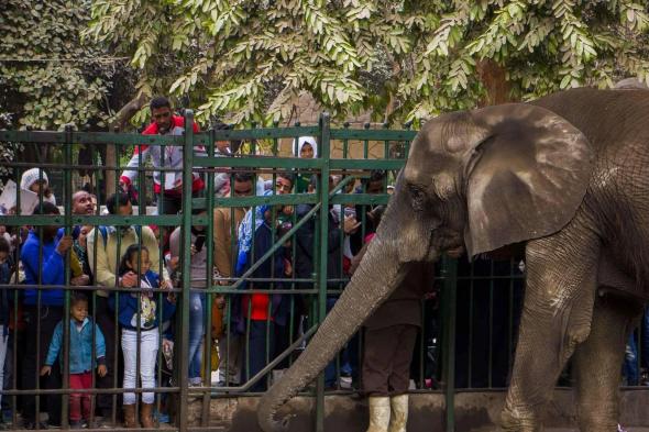 هل استقبلت حديقة الحيوان بالجيزة الزوار خلال إجازة...