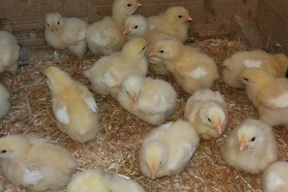 تحديث جديد قبل الشراء.. سعر الكتكوت الأبيض اليوم...