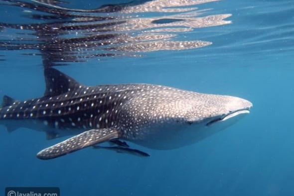 توقعات برج الحوت لشهر مارس 2026: شهر القرارات العاطفية