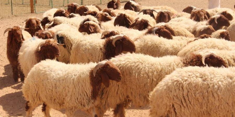 وزارة التموين تطرح الخراف الحية للأضاحى بسعر 225 جنيها للكيلو القائم